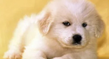 Избор на прякори на момчета